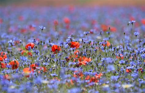 Colors Bloom Across the Great Plain of Castelluccio, Italy - The Atlantic