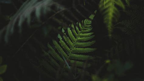 Boston fern #ferns #plants #green #2K #wallpaper #hdwallpaper #desktop ...