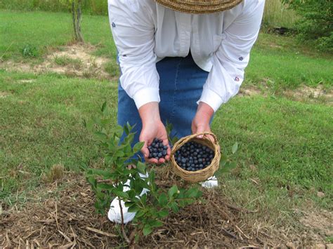 Blueberry Harvest from the original blueberry bushes