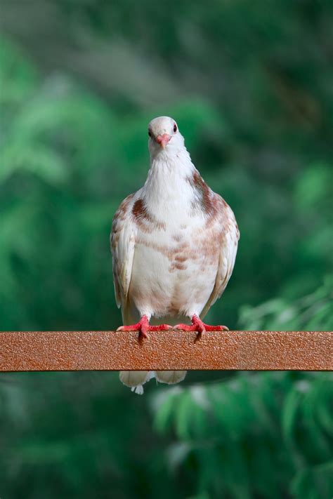 Domestic Pigeons Come Great Colours And Shades