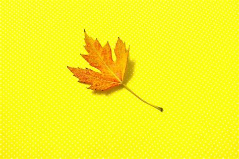 Premium Photo | Closeup of autumn leaf on yellow background with dots