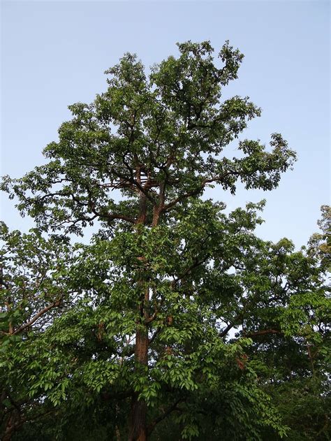 Terminalia Arjuna, Arjun Tree, Karnataka, India, Plant, - Arjun Ki ...