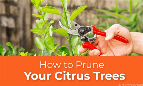 How To Prune Your Citrus Trees