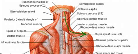 neck muscles base of skull - ModernHeal.com