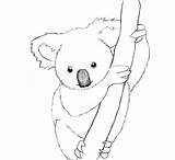 Koala Face Coloring Pages sketch template