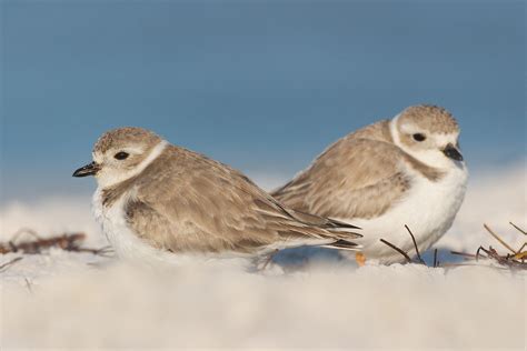 Piping Plover | Audubon