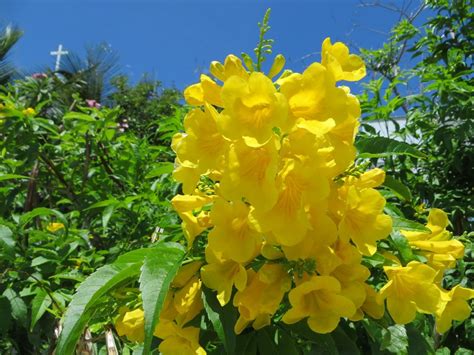 YELLOW ELDER – THE BAHAMAS NATIONAL FLOWER | ROLLING ...