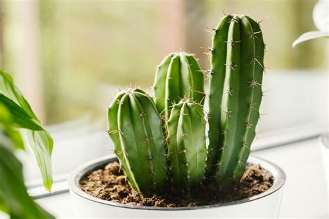 Plantas y decoración: Cactus para decorar tu hogar. - Reggia Panamá