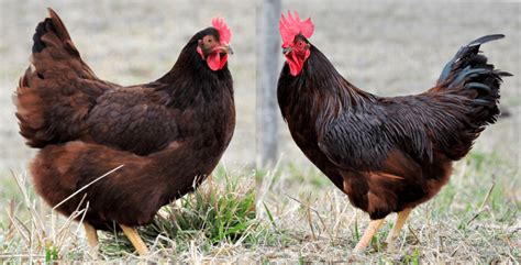 Breed Spotlight: The Rhode Island Red | Meyer Hatchery Blog