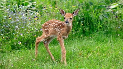 Cute Baby Deer Loves Being Tickled - ABC News