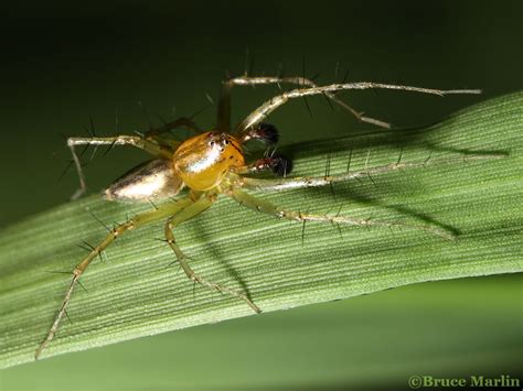 Striped Lynx Spider - North American Insects & Spiders