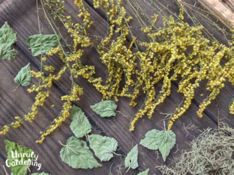 Foraging Goldenrod (Photos, Tips & Lookalikes + Free Printable ...