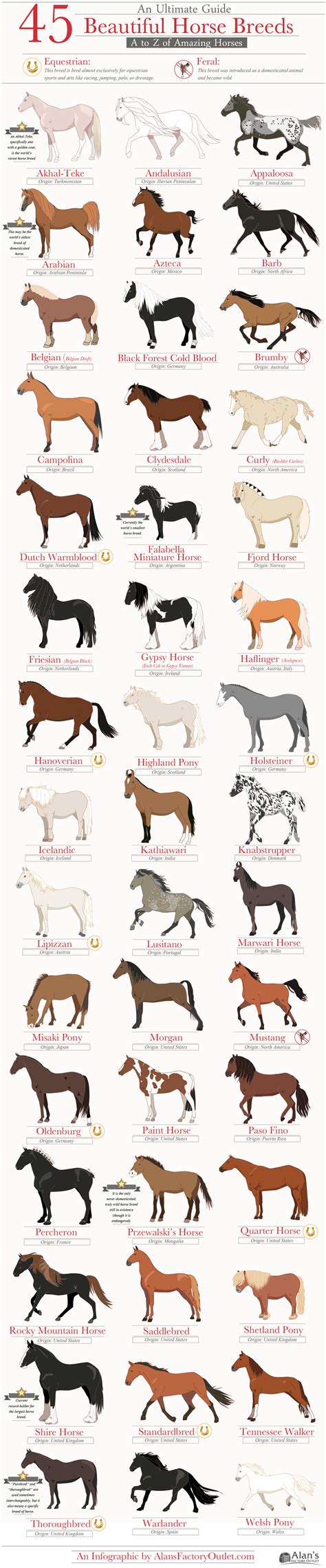 A guide to 45 horse breeds : coolguides