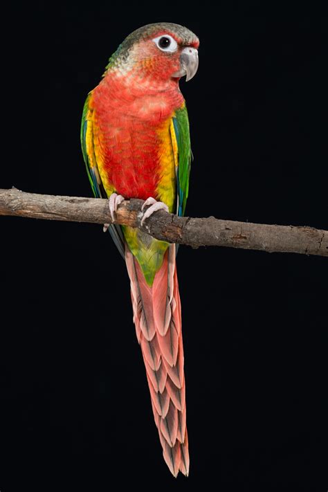 Green-cheeked Conures – Avian Resources