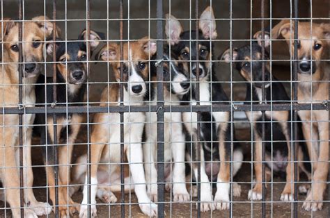 Shelter dogs being euthanized despite having owners lined up