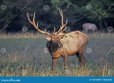 Large Antlers on a Bull Elk Stand Straight Upward. Stock Image - Image of lies, bull: 133169849