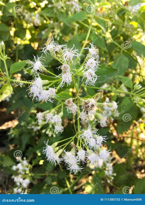 White Chromolaena Odorata Flower in Nature Garden Stock Photo - Image of nature, blooming: 111385732