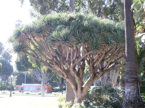 Dracaena Draco seeds | World Seed Supply