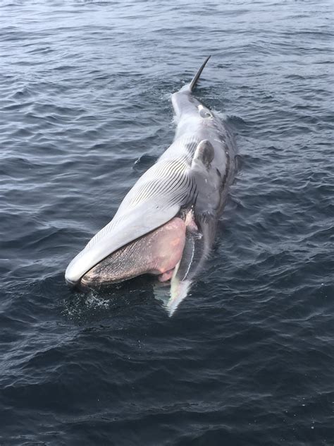 Something mysterious is killing off whales in Alaska | Fin whale, Largest whale, Whale