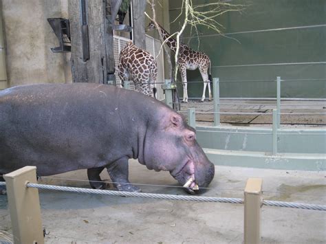 Hippo and Giraffe - ZooChat