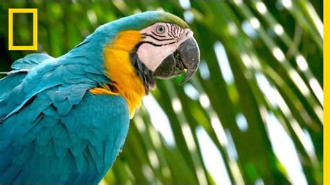 Why Are Wild Parrots Disappearing in Miami? | Short Film Showcase - YouTube