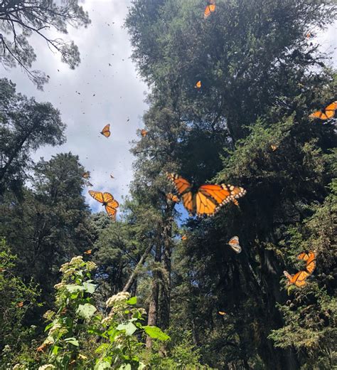 How to See the Monarch Butterfly Migration in Mexico - Slight North