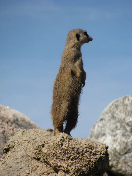 🥇 Imagen de animal,animales,suricata,observando,observar,miran - 【FOTO GRATIS】 100002596