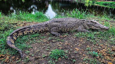 Cuban crocodile | Size, Habitat, Diet, & Facts | Britannica