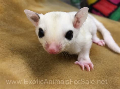 Sugar Glider Breeding Pairs for Sale