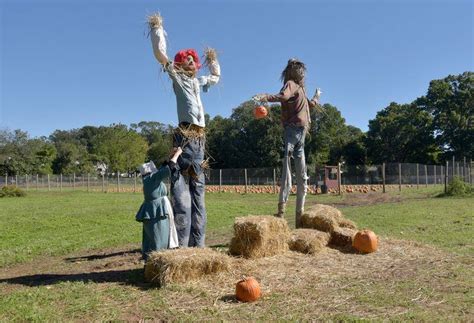 Pumpkin picking resumes at Decker Farm this fall with coronavirus guidelines in place - silive.com