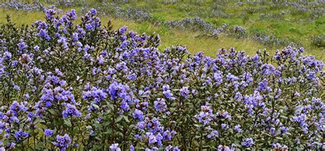 Why Neelakurinji flowers only once in 12 years? | A plant from Strobilanthes family