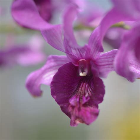 Wholesale Dendrobium/Oncidium/Rhynchostylis/Vanda Hybrids Orchid Flask - AmThai Orchids Online