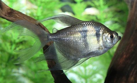 Black Skirt Tetra Care Guide - Diet, Breeding & More