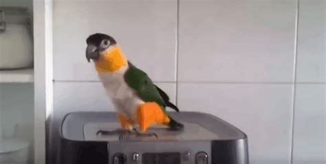 Dancing Irish Parrot Comes Out For St Patrick's Day