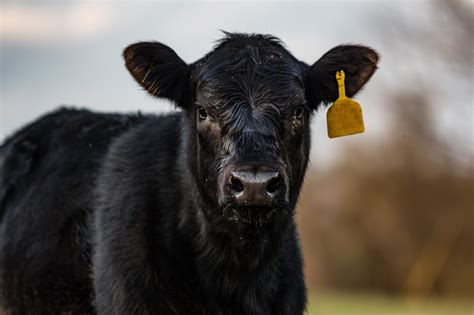 Blackleg and Other Clostridial Diseases in Cattle - Alabama Cooperative Extension System