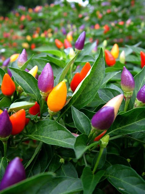 Ornamental Pepper Planting - Tips For Growing Ornamental Peppers