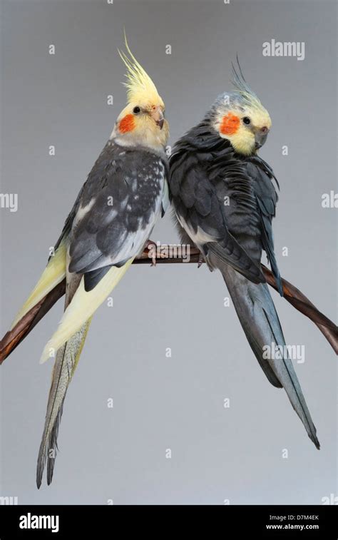 two cockatiels pet birds Stock Photo - Alamy