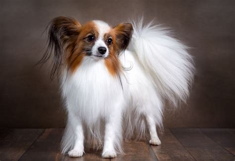 17 Gorgeous Dog Breeds From Around the World - animalswaist