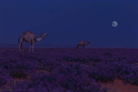 Meanwhile purple flowers and green grass blanket desert in Saudi Arabia ...