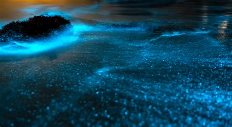 Mosquito Bioluminescent Bay - Things to do in Puerto Rico