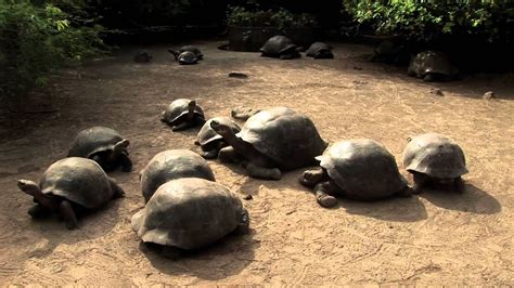 Tour the Galápagos Giant Tortoise Breeding Center - YouTube