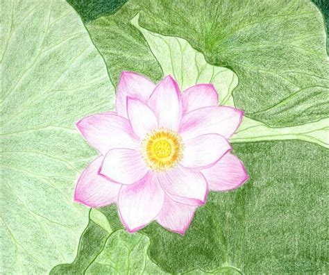 Lotus Flower Drawings Made Easy | Flower drawing, Lotus flower drawing, Hibiscus flower drawing