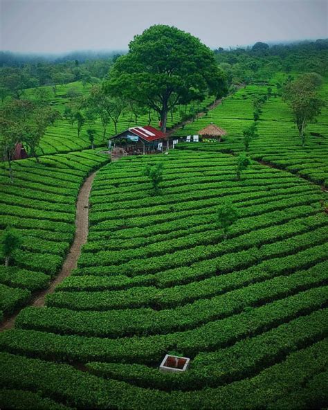 Kebun Teh Wonosari Malang: Lokasi dan Daya Tarik