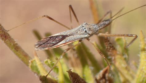 Unknown insect? - Zelus tetracanthus - BugGuide.Net