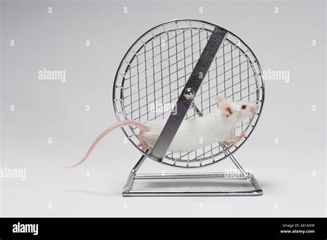 Mouse in running wheel Stock Photo - Alamy