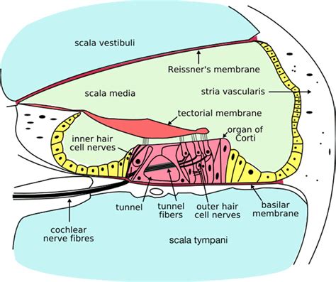 Cochlea Diagram Labeled