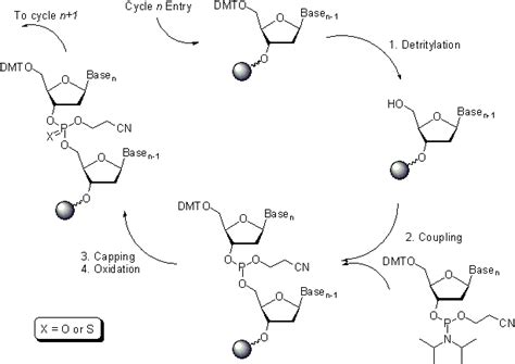 7.13D: Synthesizing DNA - Biology LibreTexts