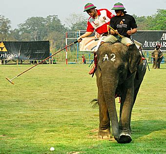 Elephant Polo - world's dumbest sport