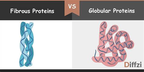 Globular Proteins vs. Fibrous Proteins – Diffzi