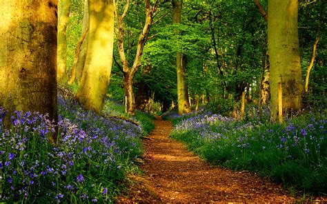 Path in spring forest, forest, greenery, bonito, spring, park, trees ...